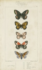Pauquet Butterflies VI