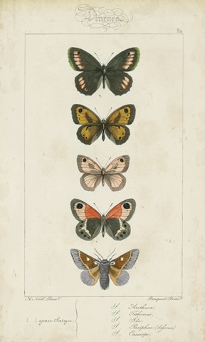 Pauquet Butterflies VI