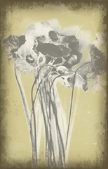 Poppies in Relief III