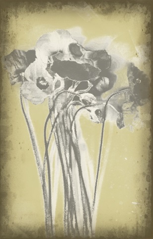 Poppies in Relief III