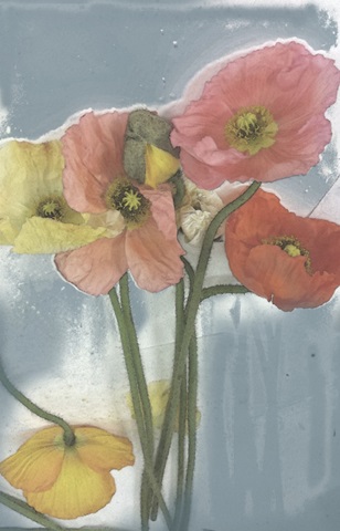 Poppy Spray II
