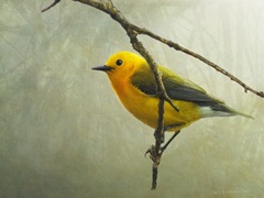 Prothonotary Warbler