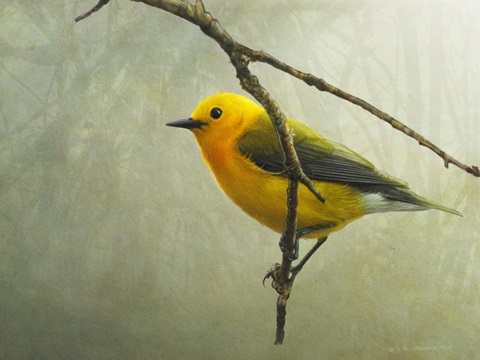 Prothonotary Warbler