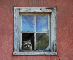 Raccoon Window