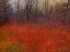 Red Grass I