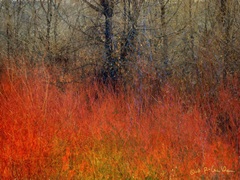 Red Grass II