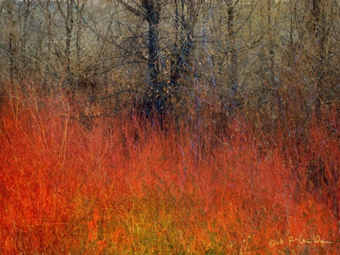 Red Grass II