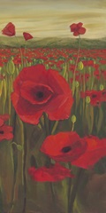 Red Poppies in Field II