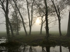 Reflections of Nature