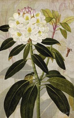 Rhododendron I