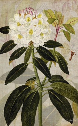 Rhododendron I