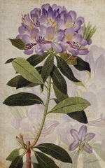 Rhododendron II