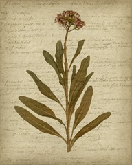 Romantic Pressed Flowers II