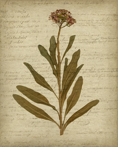 Romantic Pressed Flowers II