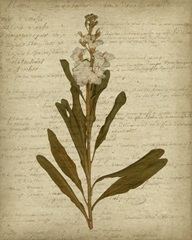 Romantic Pressed Flowers III