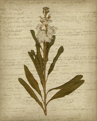 Romantic Pressed Flowers III