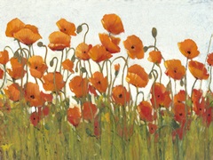 Rows of Poppies II