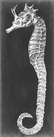 Seahorse Blueprint I