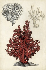 Seashore Field Notes V