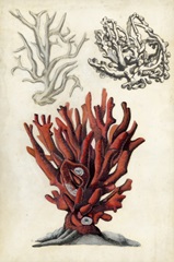 Seashore Field Notes VI