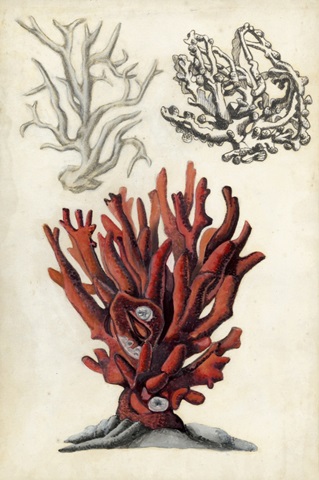 Seashore Field Notes VI