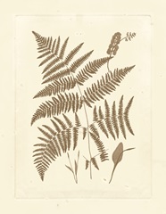 Sepia Ferns I