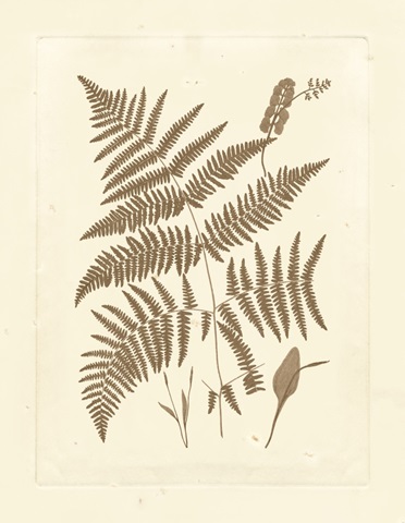 Sepia Ferns I