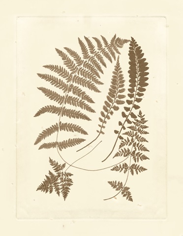 Sepia Ferns II