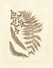 Sepia Ferns III