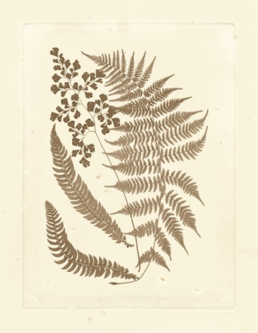 Sepia Ferns III