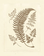Sepia Ferns IV