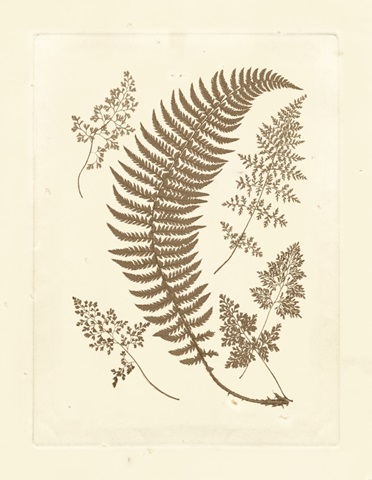 Sepia Ferns IV