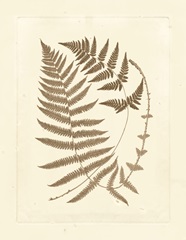 Sepia Ferns V