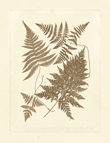 Sepia Ferns VI