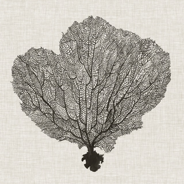 Shadow Sea Fan I