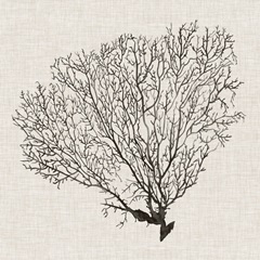 Shadow Sea Fan IV