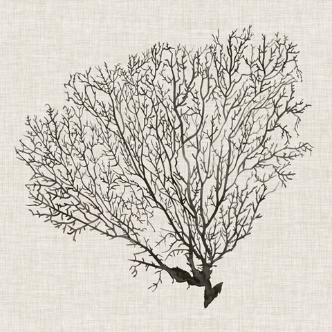 Shadow Sea Fan IV