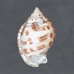 Shell on Slate I
