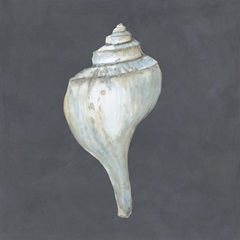 Shell on Slate IV