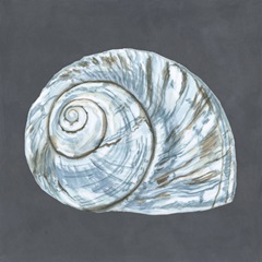 Shell on Slate VIII