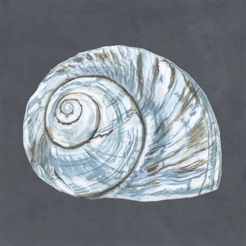 Shell on Slate VIII