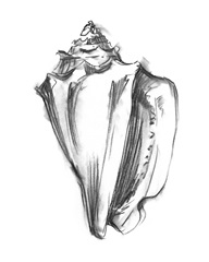 Shell Sketch I