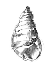 Shell Sketch V