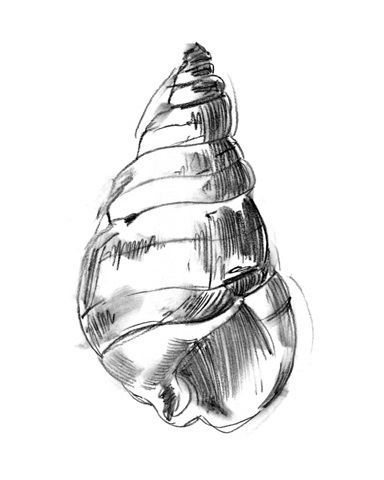 Shell Sketch V