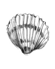 Shell Sketch VI