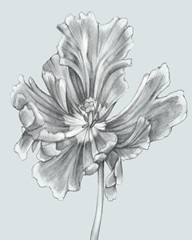 Silvery Blue Tulips III