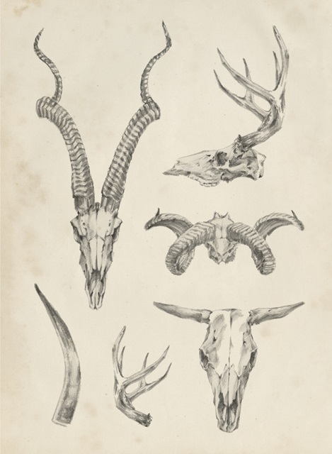 Skull and Antler Study I