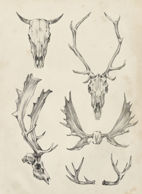 Skull and Antler Study II