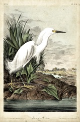 Snowy Heron