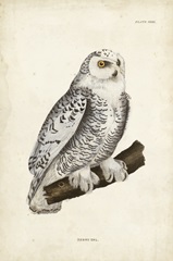 Snowy Owl